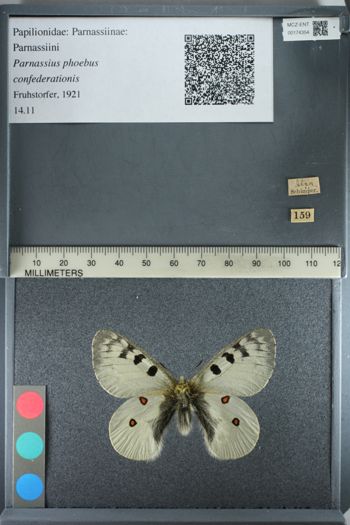 Media type: image;   Entomology 174354
